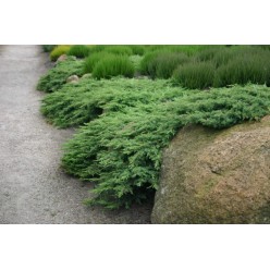 Можжевельник обыкновенный Green Carpet горшок Р9 20см